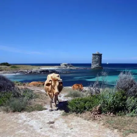 Dom wakacyjny Maison 50 M De La Plage Macinaggio (Corsica)